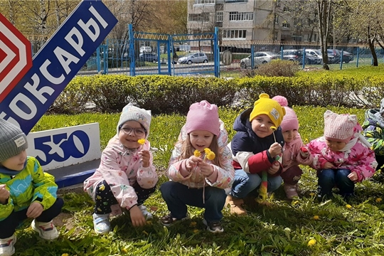 Наблюдение за одуванчиками