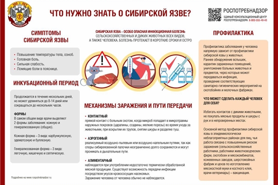 Что нужно знать о сибириской язве