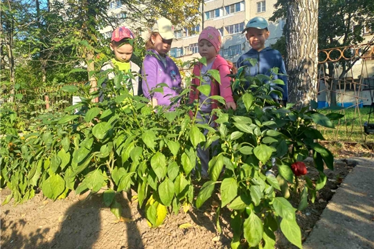 Наблюдение на огороде осенью