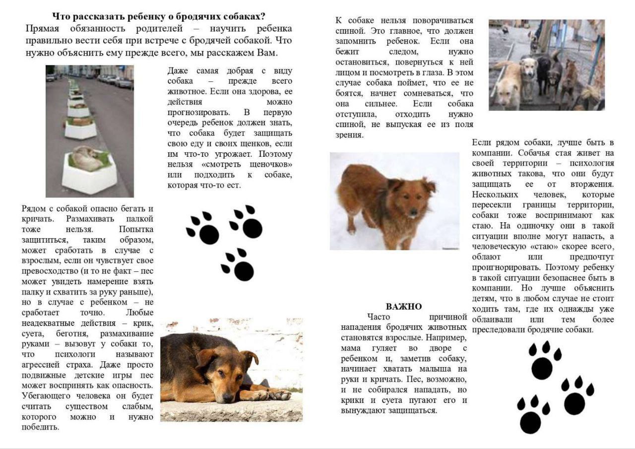 Что рассказать ребенку о бродячих собаках?