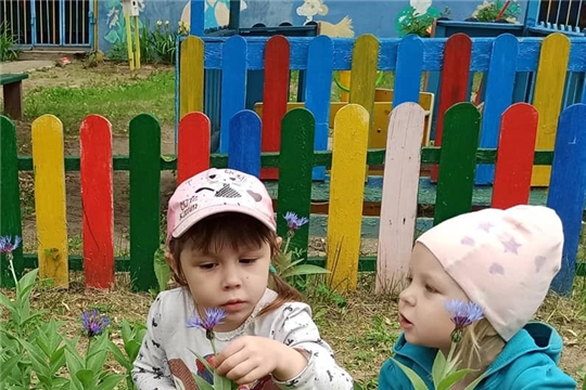 Наблюдение за цветами на клумбах детского сада