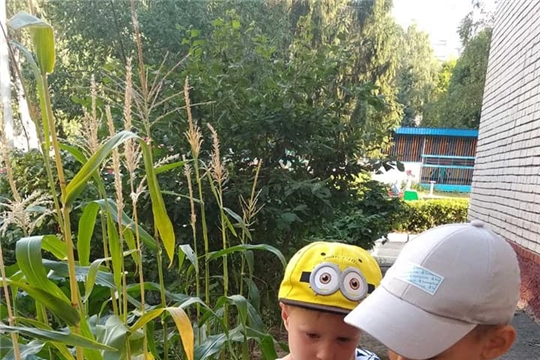 Кукуруза на нашем огороде