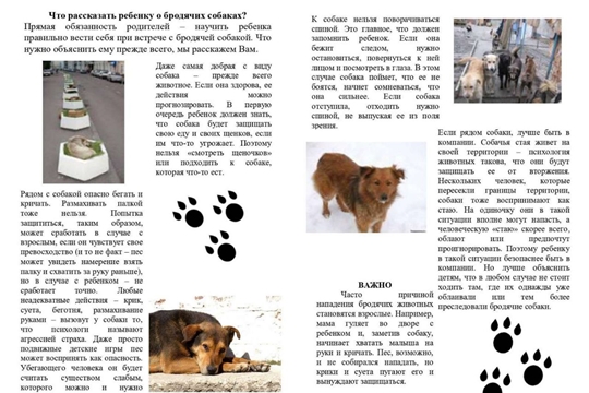 Что рассказать ребенку о бродячих собаках