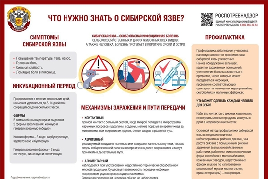 Что нужно знать о сибирской язве