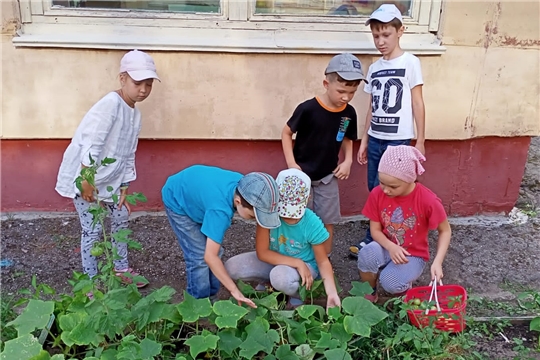 "Собираем урожай"