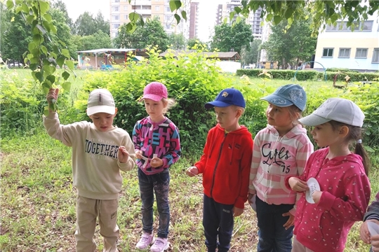 Русская красавица берёзка