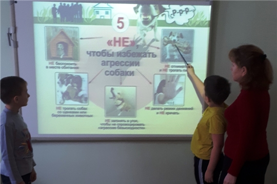 Осторожно, бродячие собаки!