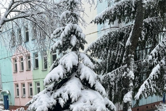 Красивые елки