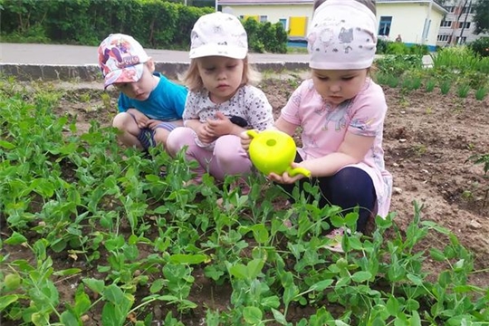 Малыши наблюдают за развитием роста гороха