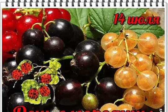 День смородины