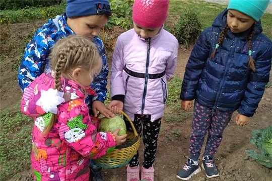 Огород в детском саду