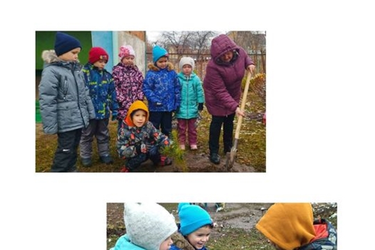 Посадка деревьев