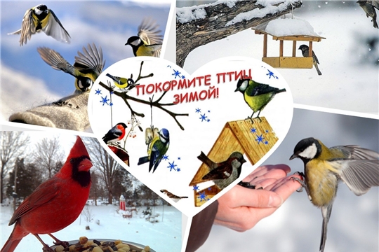 Внимание! Конкурс "Покорми птиц зимой - они послужат тебе весной"