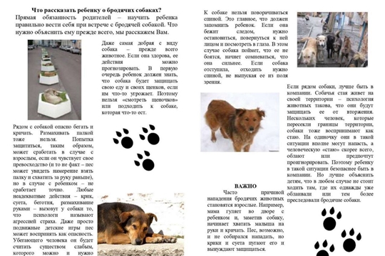 Что рассказать ребенку о бродячих собаках.
