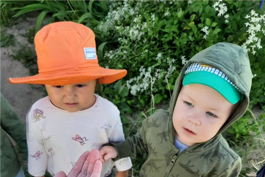 Наблюдения за насекомыми