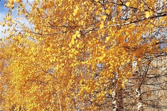 Чудеса осени…