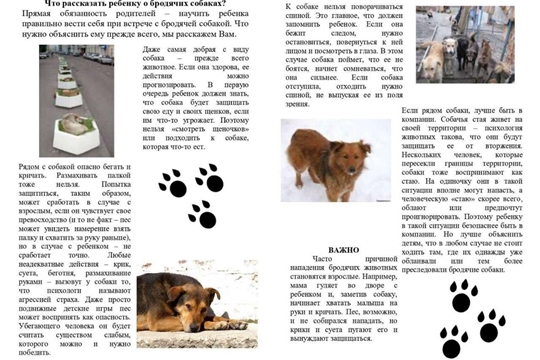 Что рассказать ребенку о бродячих собаках?
