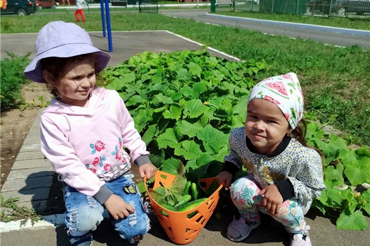 Огород в детском саду.