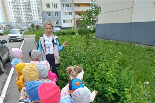 Осторожно, ядовитые растения!
