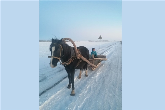 Катание на санях