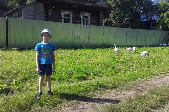 Осторожно, гуси!