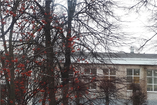 Наблюдение за живой природой