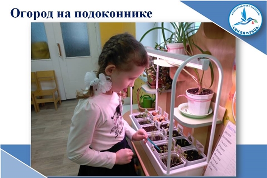 Огород на подоконнике