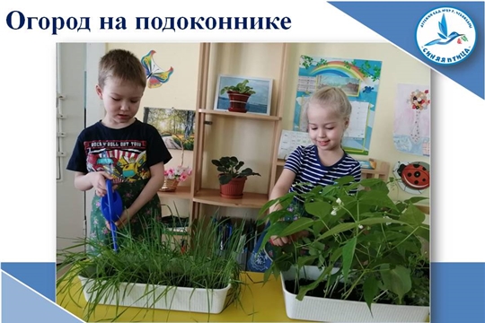 Огород на подоконнике