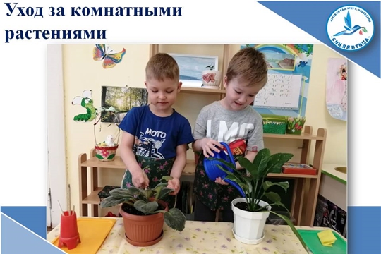 Уход за комнатными растениями