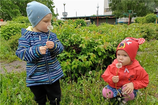 Наблюдение за одуванчиками