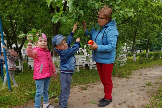 Наблюдение за зелёными яблоками и вишней