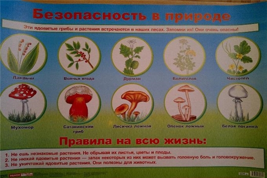 Съедобные и ядовитые грибы