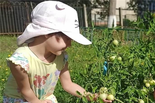 Овощи на грядке и на столе