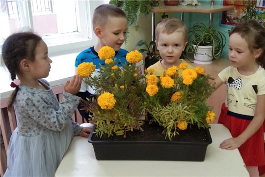 Цветник на подоконнике