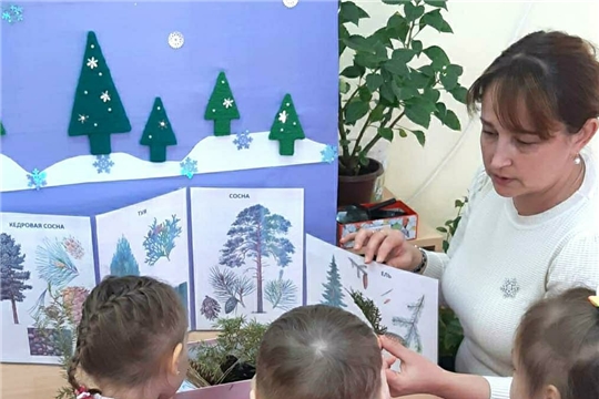 Мир вечнозеленых растений