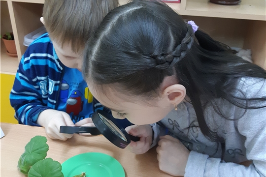 Наблюдение за коматными растениями