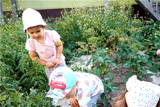 Малыши собирают урожай