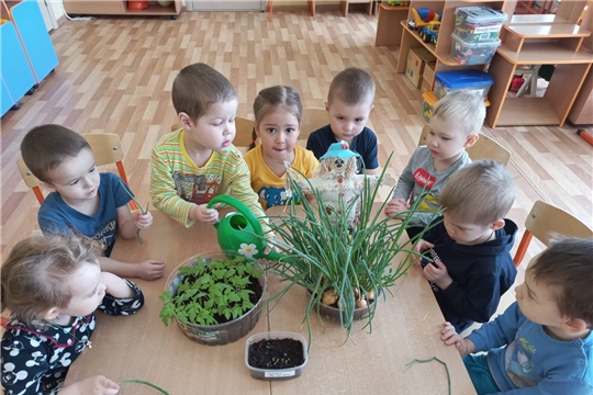 Выращивание зеленого лука
