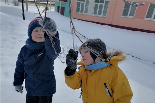 Фенологические наблюдения зимой.