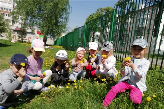 Наблюдение за одуванчиком