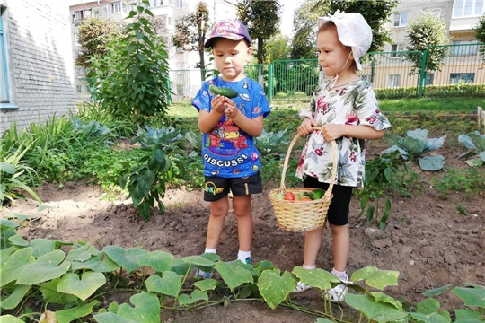 Собираем урожай
