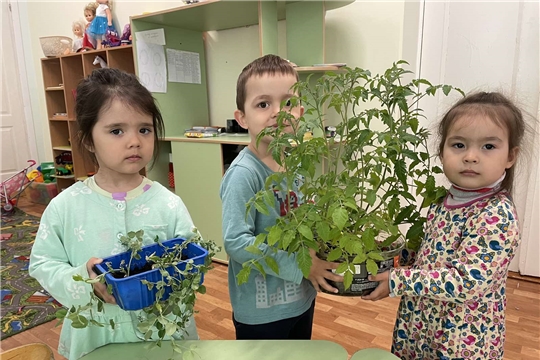 Витамины в огороде