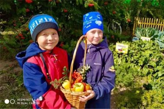 Собираем урожай