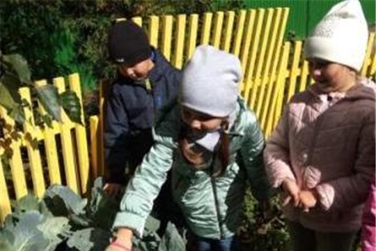 Польза капусты в рационе ребенка