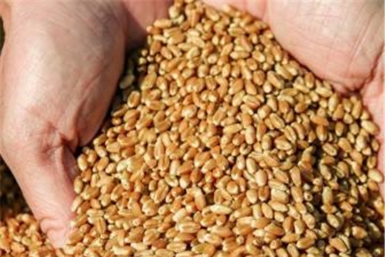 Cемена яровых зерновых и зернобобовых культур засыпаны в объеме 44,3 тыс. тонн