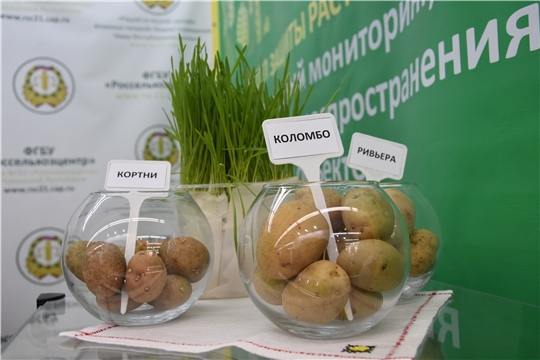 Россельхозцентр представляет миниклубни картофеля на межрегиональной выставке «Картофель-2022»