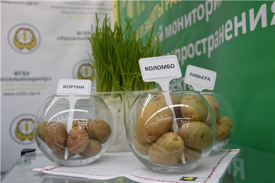 Россельхозцентр представит свои услуги на выставке "Картофель-2023"