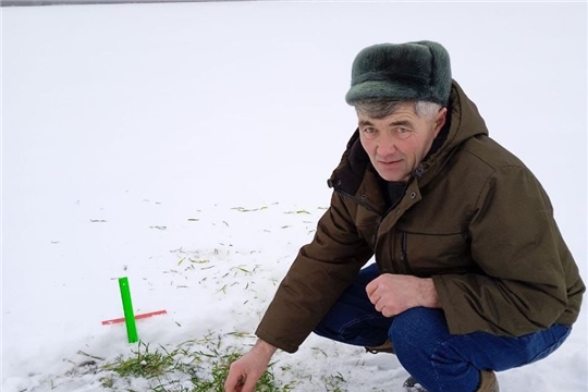 Озимые зерновые культуры под присмотром