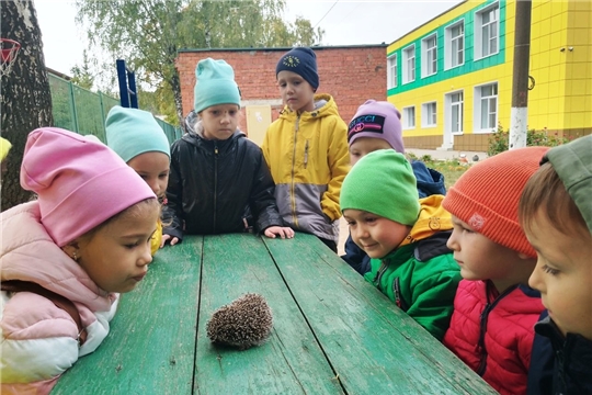 Встреча с ежом