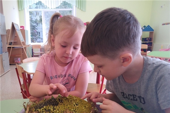 Знакомство с подсолнечником